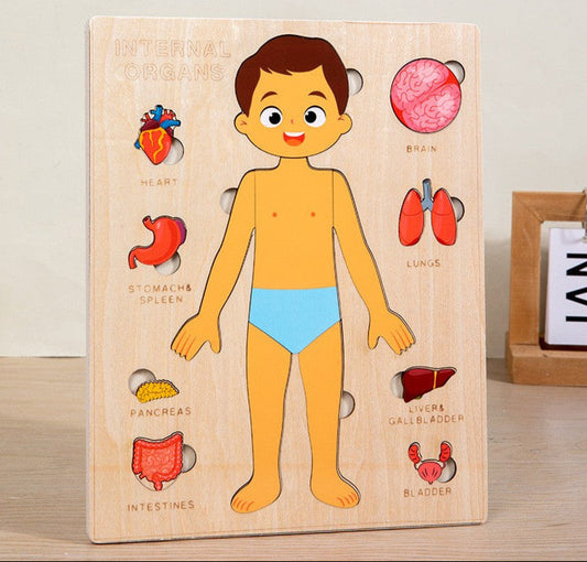 Puzzle du corps humain